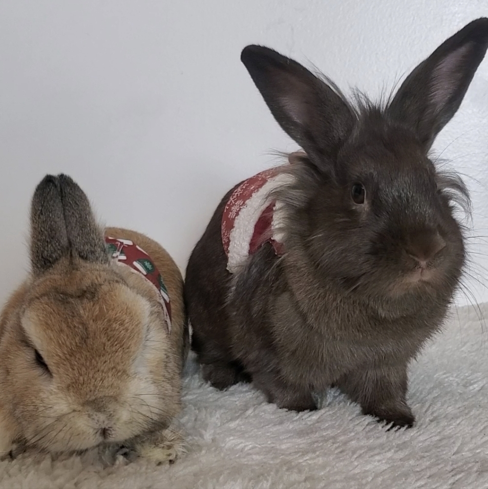 Teddy & Fluffy Kiss take over!!!
